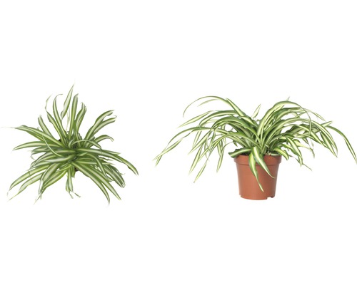 Deux plantes araignées en pot