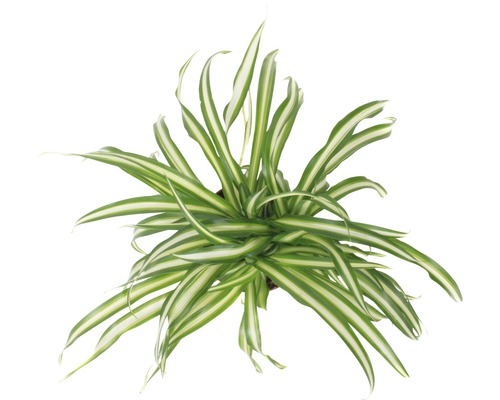 Grünlilie FloraSelf® 'Atlantic' 30-40 cm