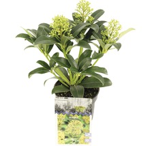 Skimmia japonica ''Fragrant Cloud'' en pot