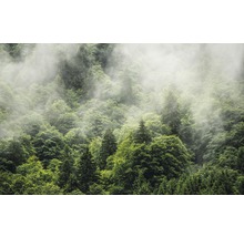 Forêt dense avec brouillard