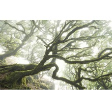 Forêt de brouillard avec arbres couverts de mousse