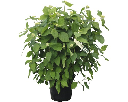 Ballhortensie 'Annabelle' FloraSelf Hydrangea arborescens 'Annabelle' Co 15 L buschig XXL Qualität