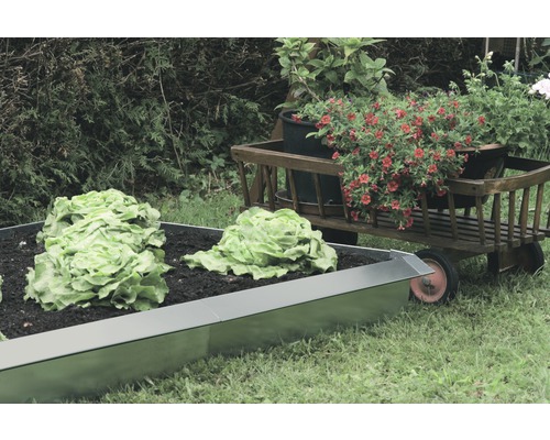 Jardinière surélevée en métal avec de la laitue et un chariot à bras avec des fleurs dans le jardin.