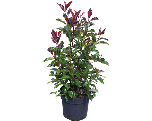 Photinia en pot