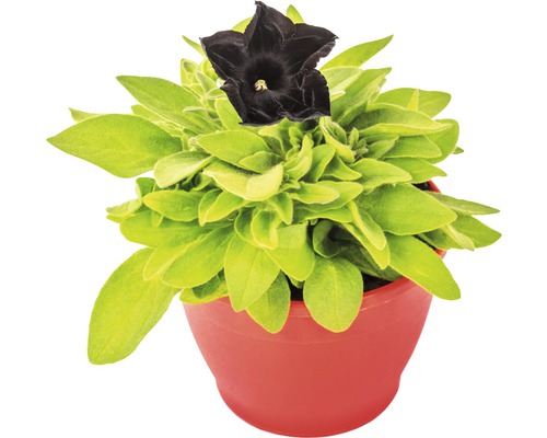 Schwarze Petunie FloraSelf Petunia 'Black Ray' Ø 12 cm Topf