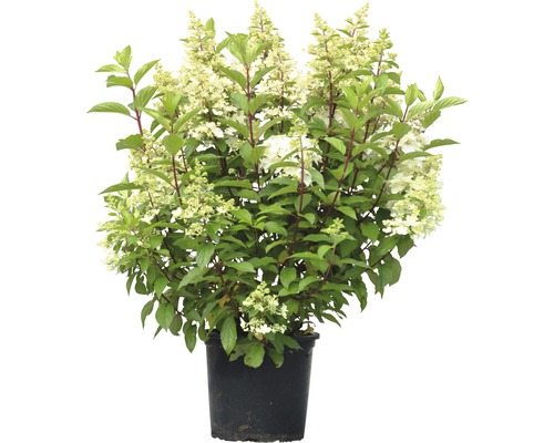Hortensia paniculé FloraSelf Hydrangea paniculata 'Pinky Winky' H 80-100 cm Co 15 L
