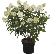 Rispenhortensie im Topf mit weißen Blüten