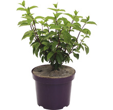 Hortensia en pot