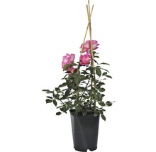 Rose im Topf mit Rankhilfe