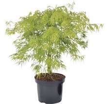 Grüner Schlitzahorn 'Dissectum Viridis', 40 - 50 cm