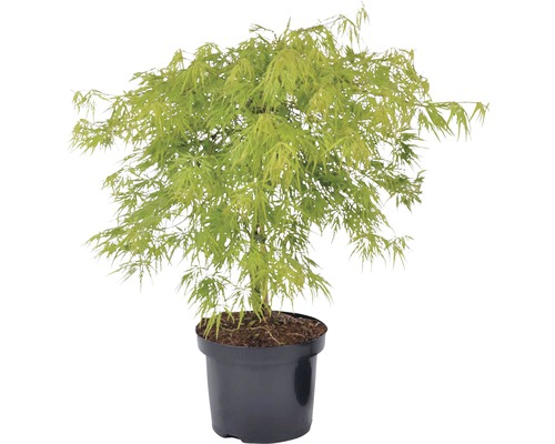 Érable du Japon FloraSelf Acer palmatum dissectum 'Viridis' H 40-60 cm Co 4 L