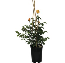 Rose im Topf mit Rankhilfe