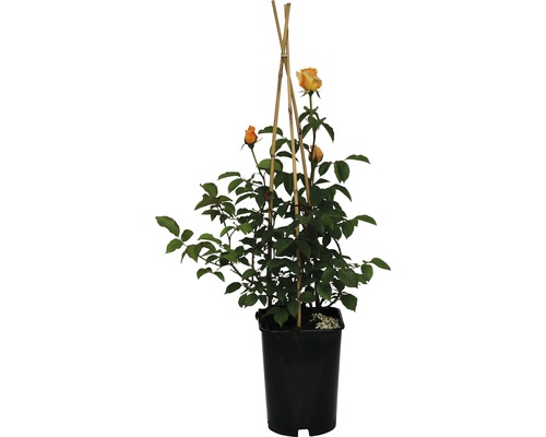 Rose im Topf mit Rankhilfe