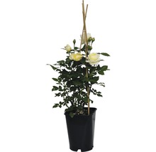 Gelbe Kletterrose im Topf mit Rankhilfe