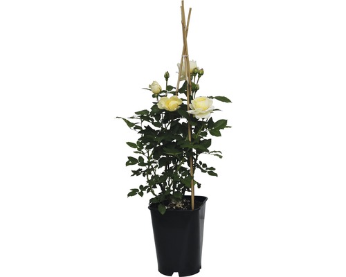 Gelbe Kletterrose im Topf mit Rankhilfe