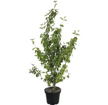 Baum in einem Topf mit Blättern
