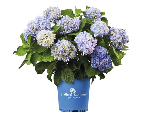 Hortensia Endless Summer® bleu Hydrangea macrophylla h 20-35 cm Co 5 l hortensia boule à floraison fréquente