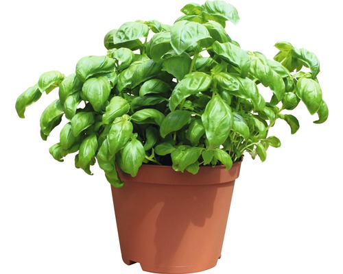 Basilic bio FloraSelf pot de 18 cm