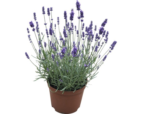 Bio-Lavendel FloraSelf 18er Topf