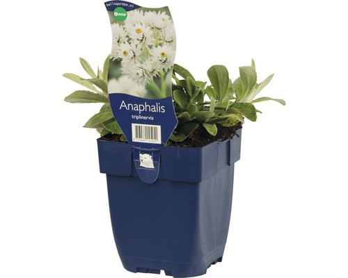 Anaphalis triplinervis en pot