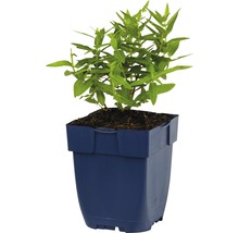Sallicaire commune FloraSelf Lythrum salicaria 'Dropmore Purple' h 5-20 cm Co 0,5 l