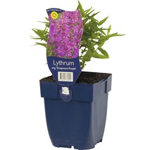 Sallicaire commune FloraSelf Lythrum salicaria 'Dropmore Purple' h 5-20 cm Co 0,5 l