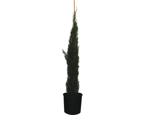 Cyprès méditerranéen FloraSelf Cupressus sempervirens 'Totem' H 150-170 cm Co 18 l