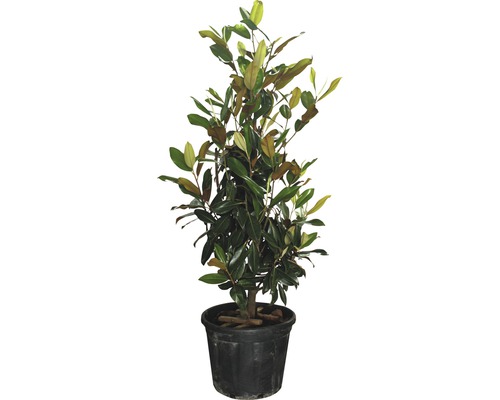 Immergrüne Magnolie FloraSelf Magnolia grandiflora 'Gallisoniensis' H 125-150 cm Co 35 L
