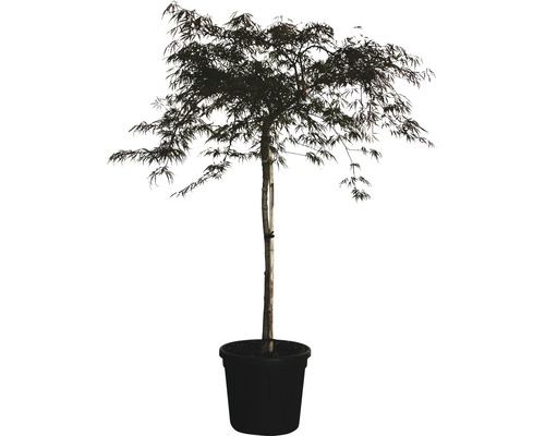 Dunkelroter Schlitzahorn Stämmchen FloraSelf Acer palmatum 'Dissectum Garnet' H 120 cm Co 25 L