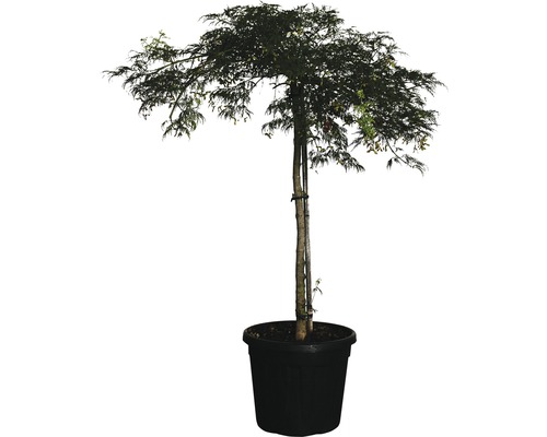 Grüner Schlitzahorn FloraSelf Acer palmatum 'Dissectum Viridis' H 120 cm Co 25 L