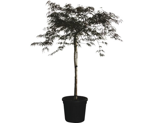 Dunkelroter Schlitzahorn FloraSelf Acer palmatum 'Dissectum Garnet' H 125-150 cm Co 35 L