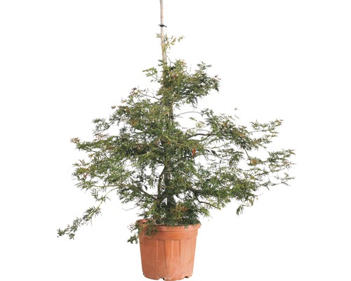 Érable du Japon vert FloraSelf Acer palmatum 'Dissectum Viridis' H 140 cm Co 35 l
