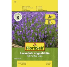 FloraSelf Duftlavendel Lavandula angustifolia Hidcote Blue Sorte