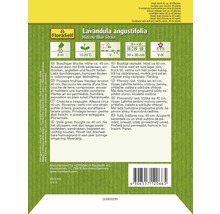 Packung Lavandula angustifolia Hidcote Blue Strain Samen von FloraSelf