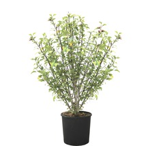 Pommier d''ornement dans un pot de fleurs noir
