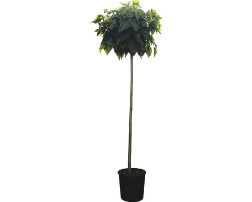 Kugel Trompetenbaum FloraSelf Catalpa bignonoides 'Nana' H 160-170 cm Co 18 L Kugel-Catalpa im Topf