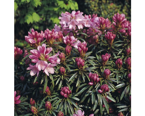 Rhododendrons & azalées