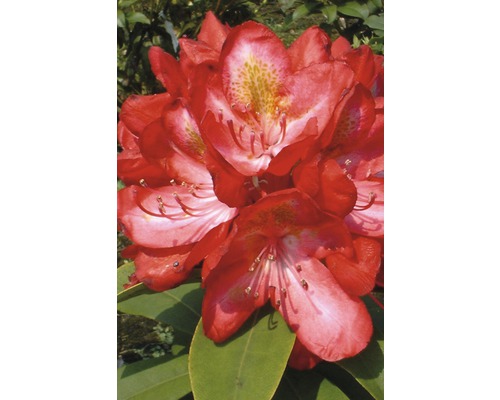 Großblumige Alpenrose FloraSelf Rhododendron-Cultivars 'Junifeuer' H 30-40 cm Co 6 L