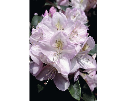Rhododendron à grosses fleurs FloraSelf Rhododendron hybride 'Gomer Waterer' H 30-40 cm Co 6 L