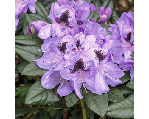 Großblumige Alpenrose FloraSelf Rhododendron-Cultivars 'Metallica' H 30-40 cm Co 6 L