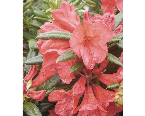 Großblumige Alpenrose FloraSelf Rhododendron-Cultivars 'Elizabeth' H 30-40 cm Co 6 L