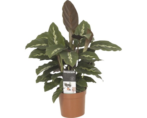 Korbmarante FloraSelf Calathea-Cultivars 'Mauiqueen' H 35-45 cm Ø 12 cm Topf