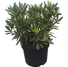 Großblumige Alpenrose FloraSelf Rhododendron-Cultivars 'Blewbury' H 30-40 cm Co 6 L