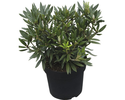 Großblumige Alpenrose FloraSelf Rhododendron-Cultivars 'Blewbury' H 30-40 cm Co 6 L