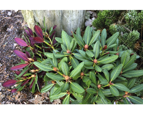 Großblumige Alpenrose FloraSelf Rhododendron-Cultivars 'Wine and Roses' ® H 30-40 cm Co 6 L