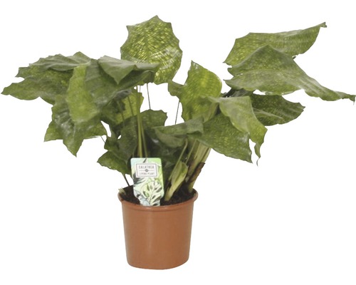 Korbmaranthe FloraSelf Calathea musaica 'Network' H ca. 30 cm Ø 12 cm Topf Calathea Zimmerpflanze im Topf