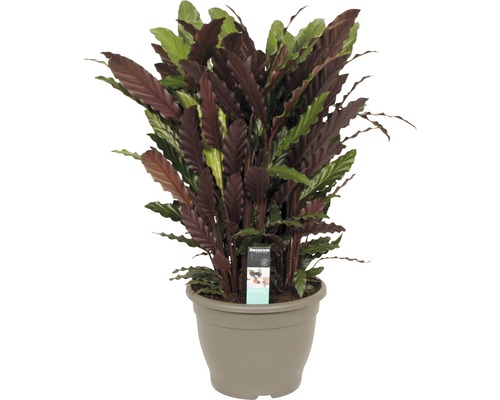 Korbmarante FloraSelf Calathea rufibarba 'Wavestar' H 80-90 cm Ø 32 cm Topf