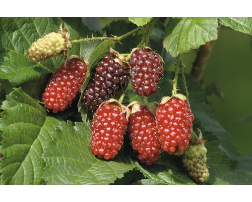 Tayberry "Rubus x Hybride" Co 4 l