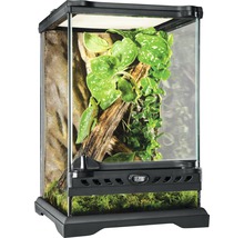 Terrarium avec plantes et paroi arrière