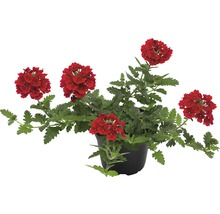 Verbene Pflanze mit roten Blüten im Topf
